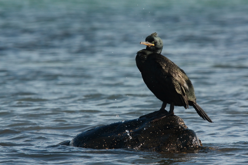 kormoran odpoczywający