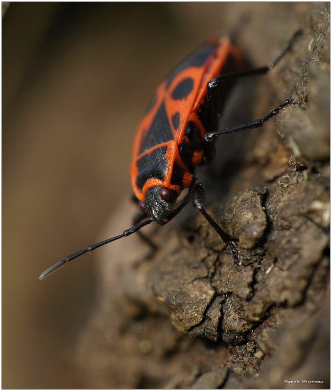 macro