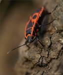 macro