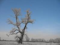 Wspomnienie przedwiośnia