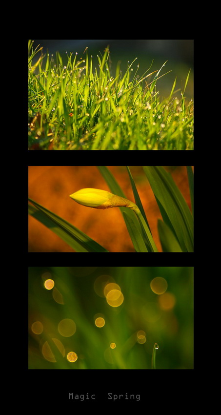 Magic Spring