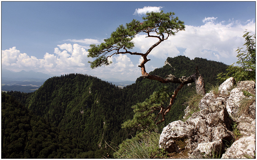 Sokolica pieniny
