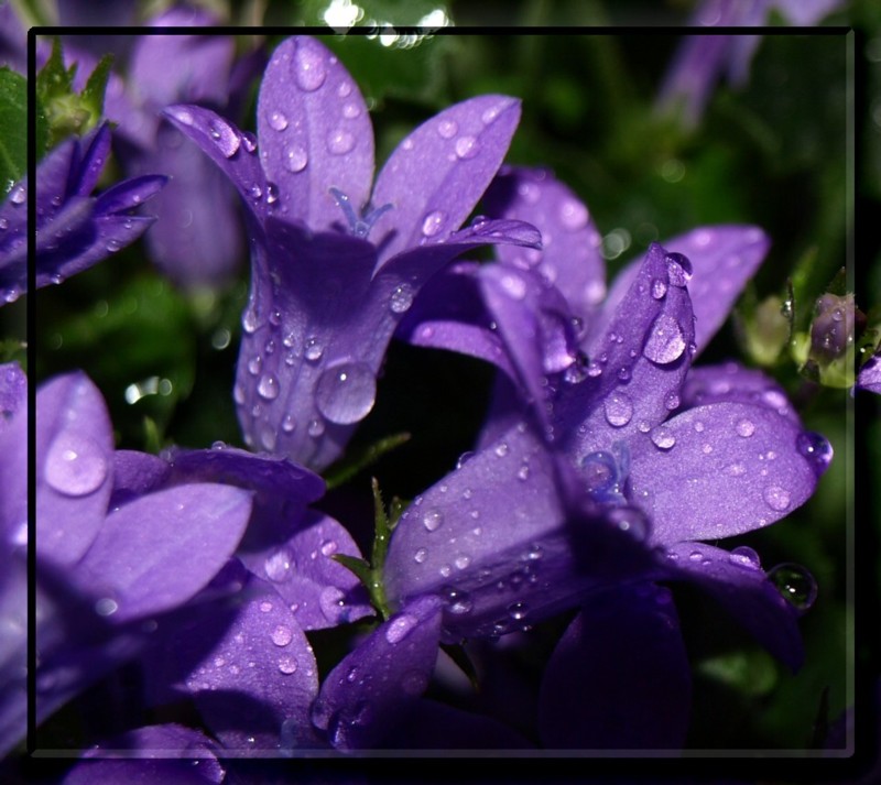 Campanula