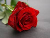 Roza