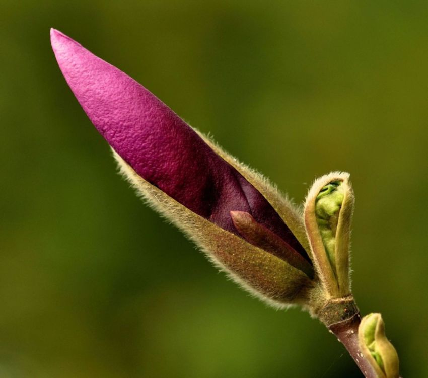 magnolia