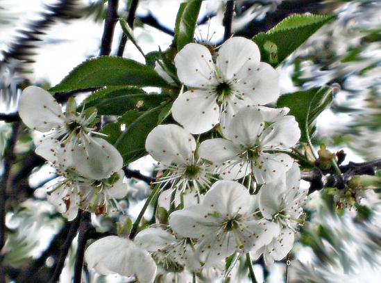 kwiatowo