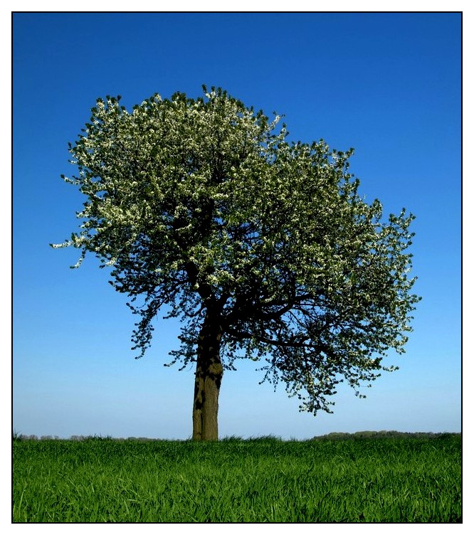 drzewko