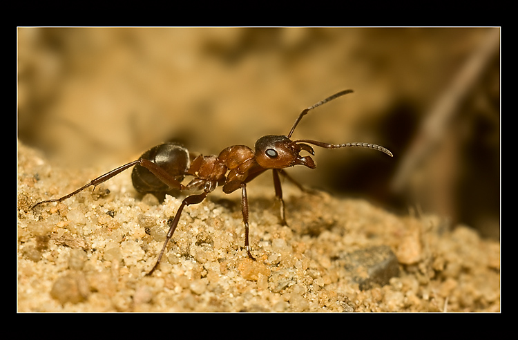 Formica Spp.