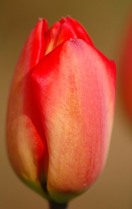 Tulipanowo