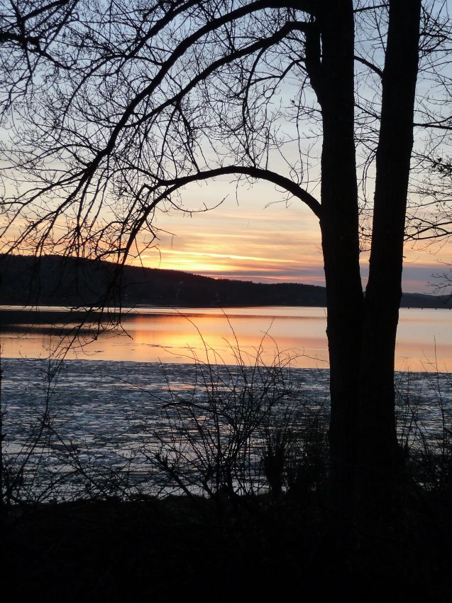 DRZEWO KTORE CHCE COS POWIEDZIEC