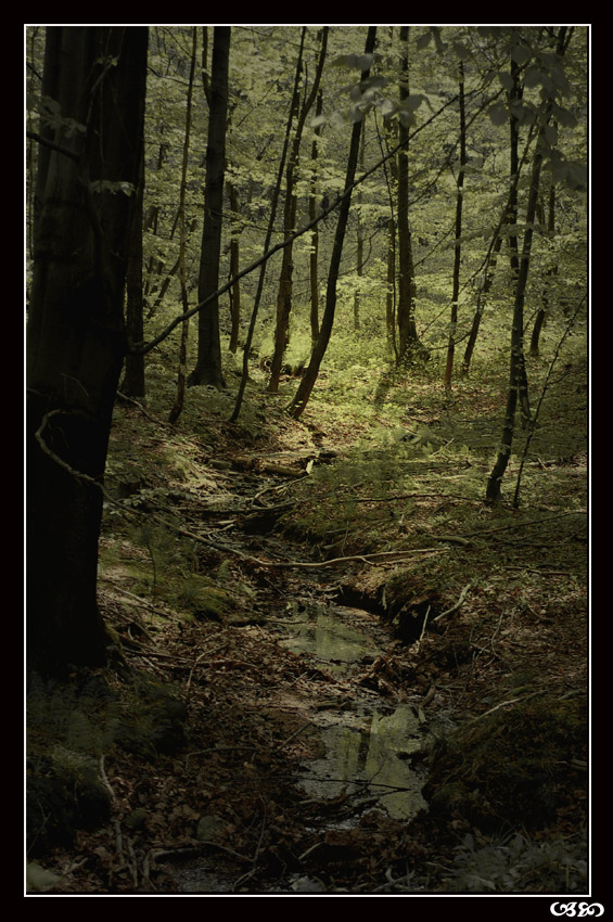 Swamp...