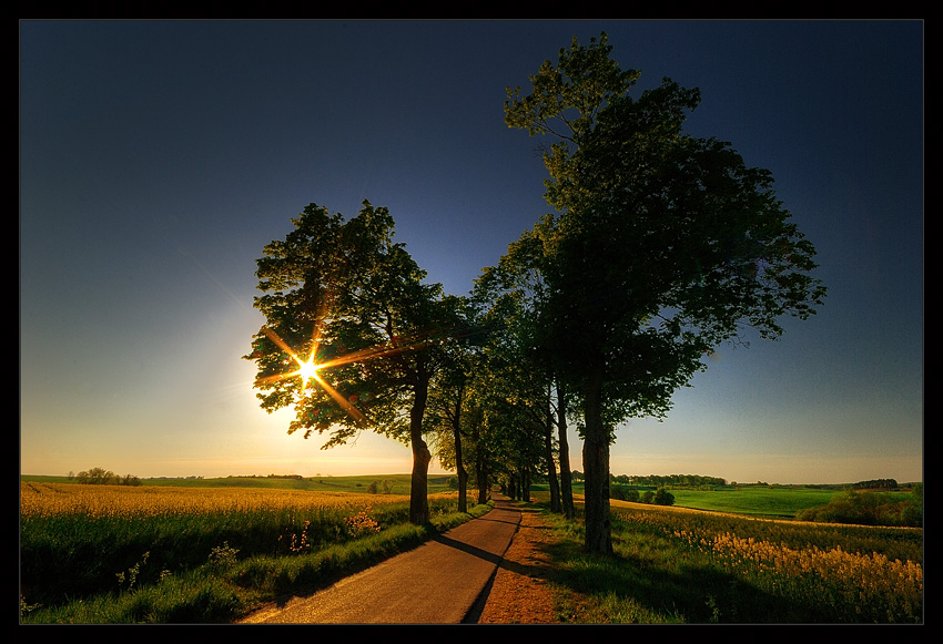 Afternoon Light...