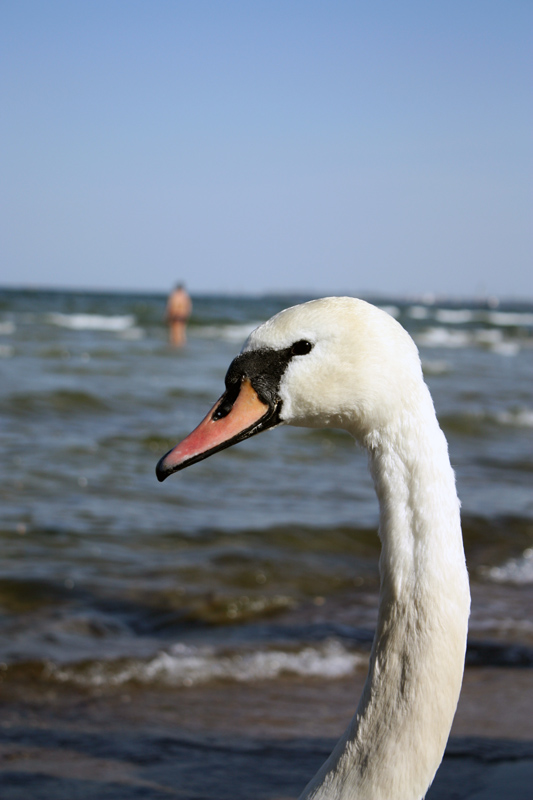 Łabądek-Sopot