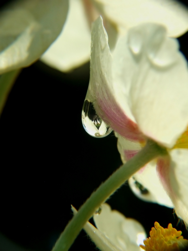Anemone