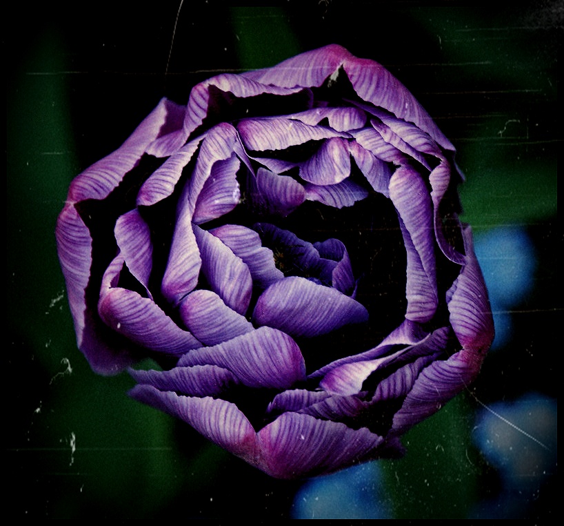Tulipan w uroczym kolorze