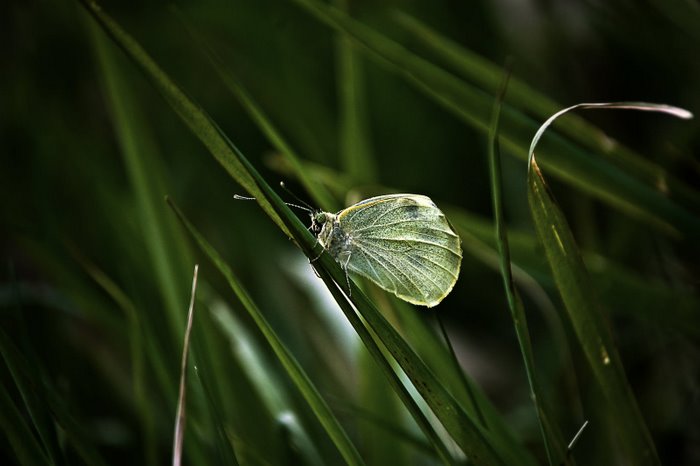 Wiosennie II