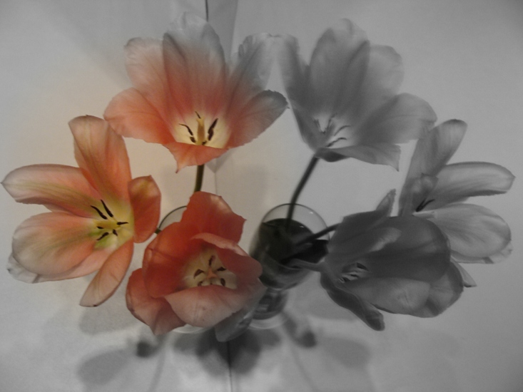 Tulipany in mirror
