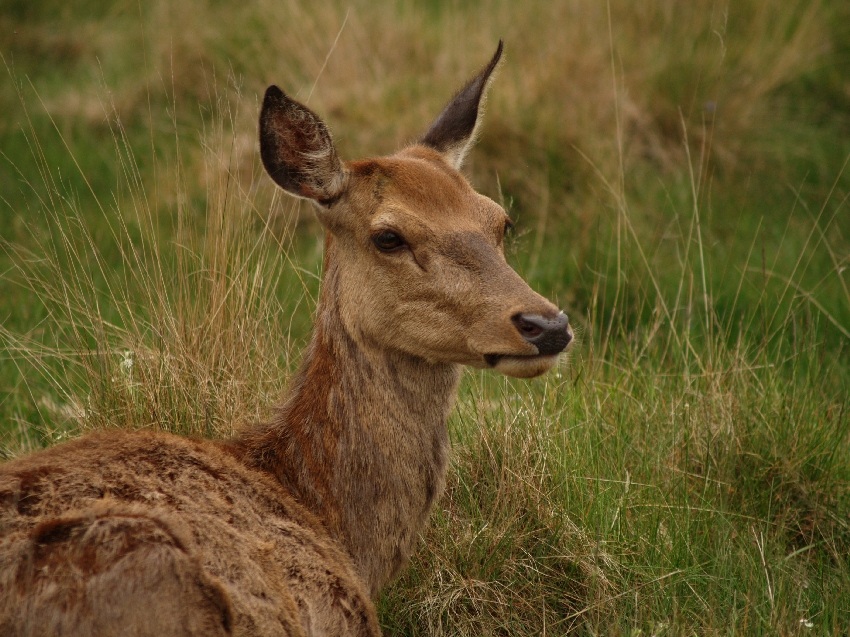 Bushy Park - Londyn