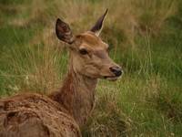 Bushy Park - Londyn