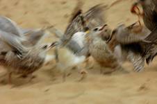fight