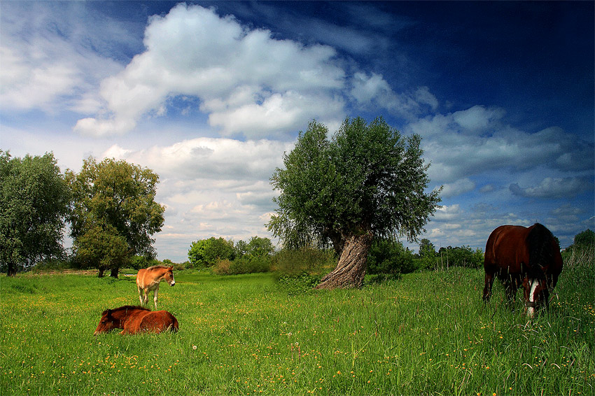 polskie klimaty cd.