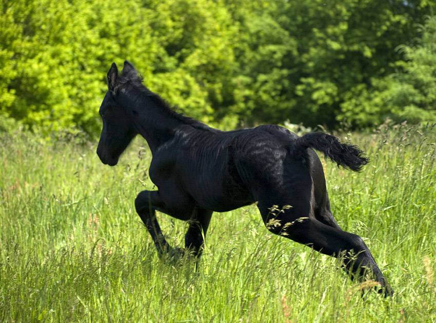 Run, run, run...