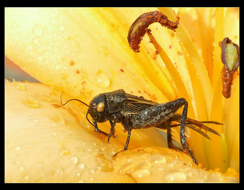 egzot