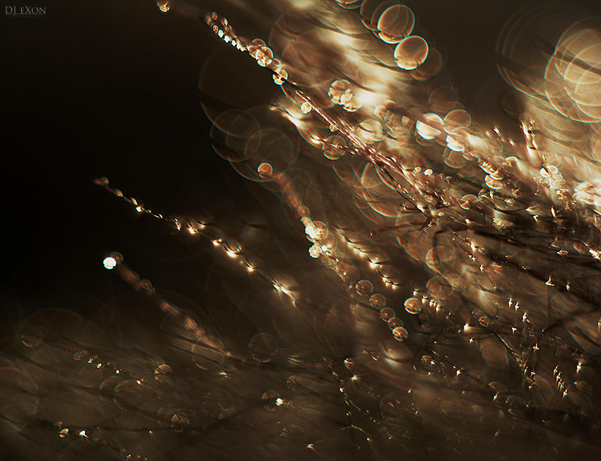 eXon