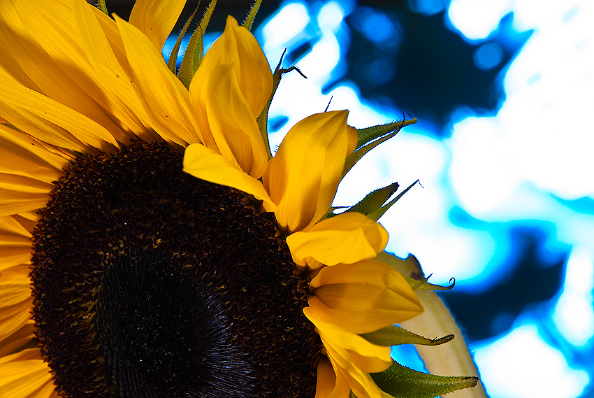 sunflower&TV
