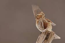 American Tree Sparrow