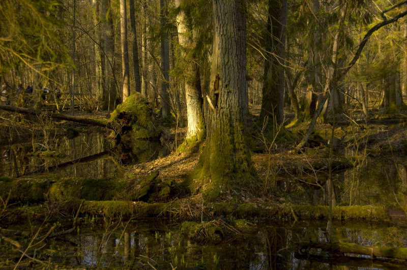 Puszcza Białowieska