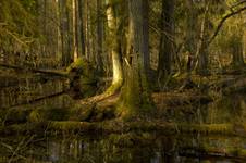 Puszcza Białowieska