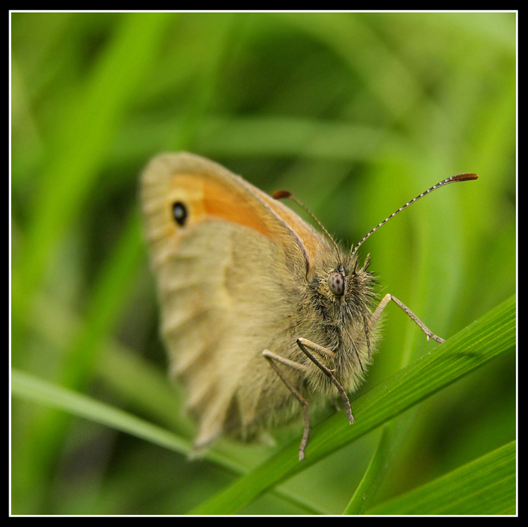 Motyl