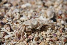 Krab