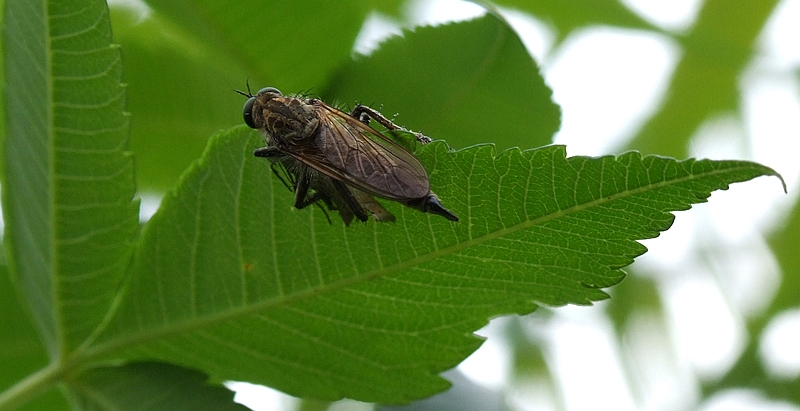 Piohal