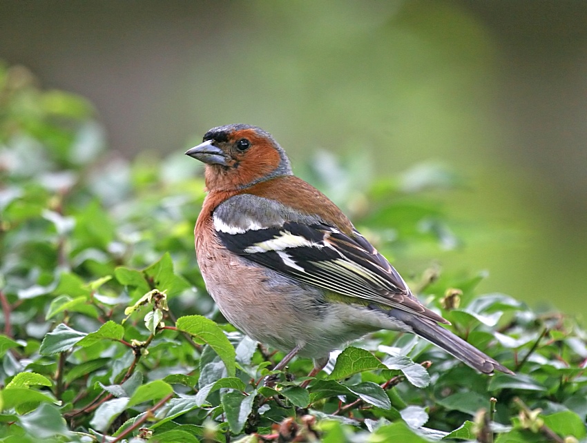 sebek