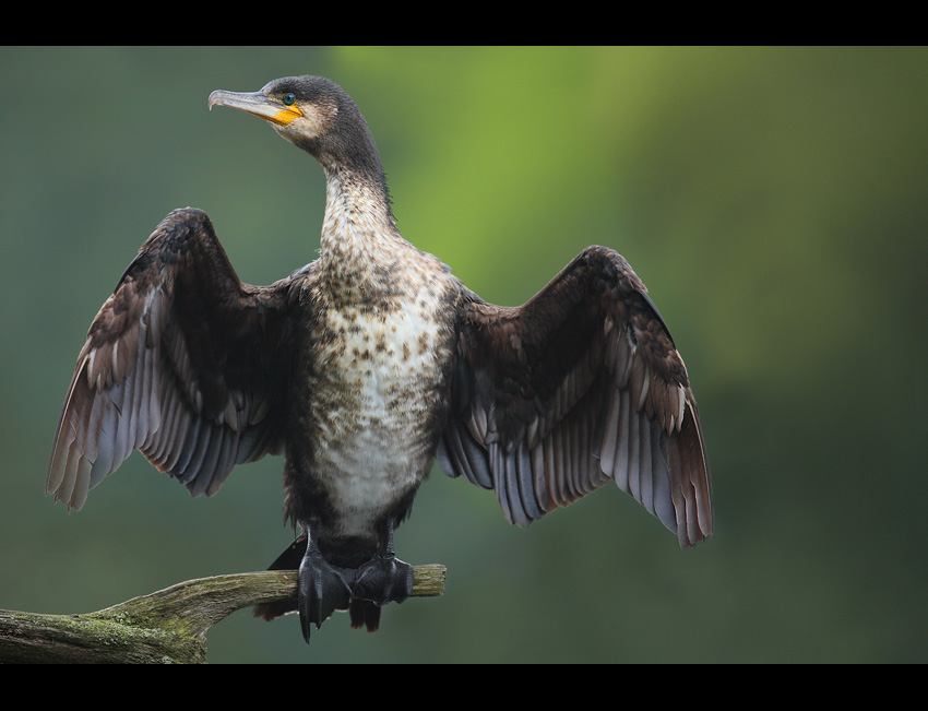 KORMORAN suszenie klasyczne