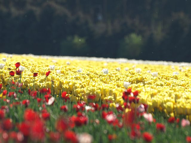 Tulipany