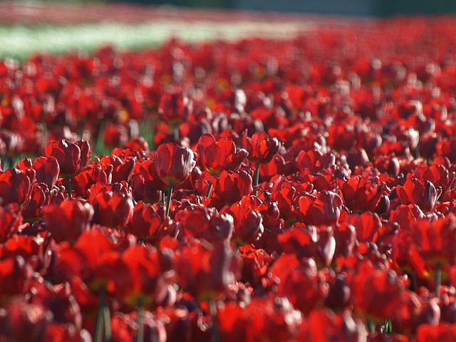 Tulipany