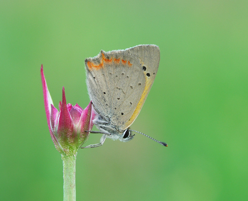 Czerwończyk żarek (Lycaena phlaeas)