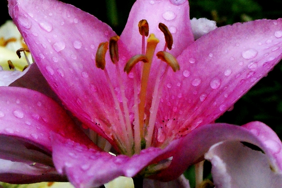 Zmoczona lila