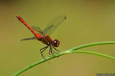 Sympetrum sanguineum (Szablak krwisty)