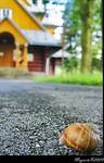 Pielgrzym
