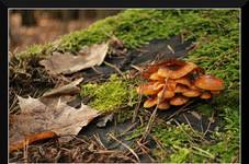 wspomnienia.......