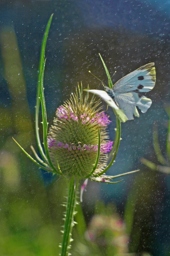 motyl w deszczu