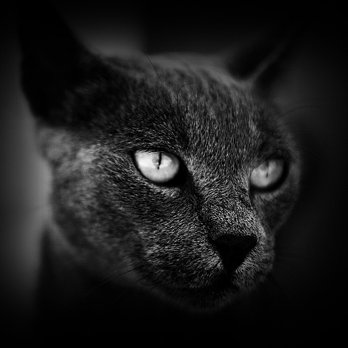 Bastet