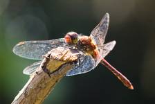 Szablak krwisty (Sympetrum sanguineum)