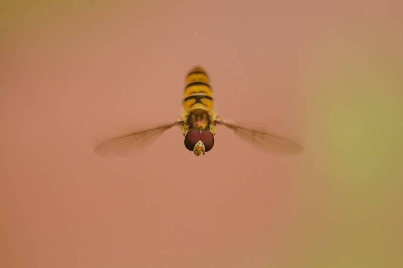 Macro