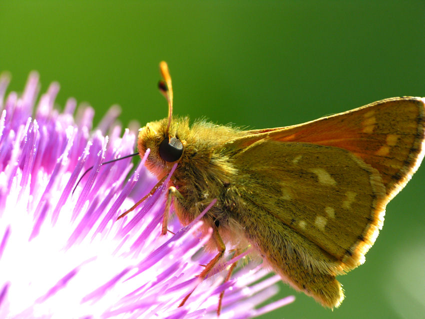 motyl