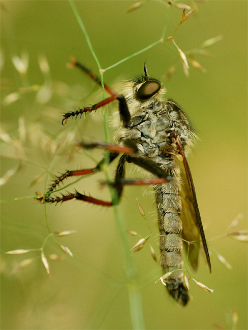 łowca